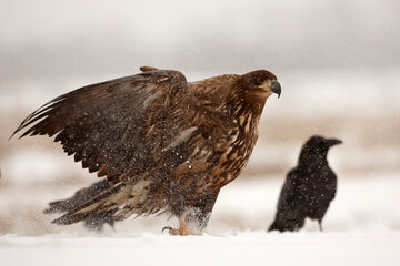 Bielik (Haliaeetus albicilla) © Grzegorz