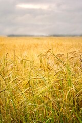 close up view of golden wheat field