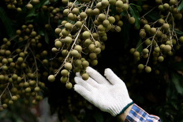 Closeup farmer's hand is picking longan fruits in orchard.  Concept : organic and export...