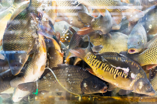 Image of live fish carp in aquarium for sale in supermarket