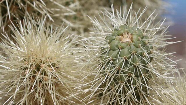Tan sheathed densely overlapping spines protrude from heavily obscured trichomatic glochidiate areoles of Cylindropuntia Bigelovii, Cactaceae, native shrub in the northwest Sonoran Desert, Winter.