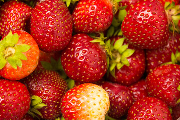 a lot of red strawberries