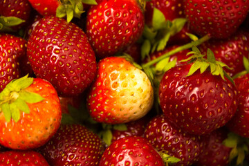 a lot of red strawberries