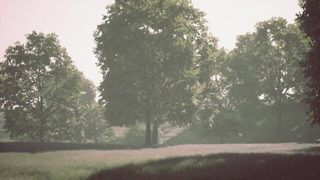 The green mapple leaves in the summer