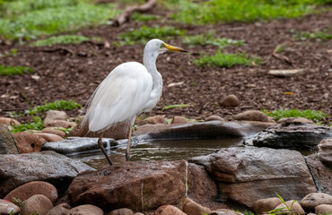 Egret (Ardea alba)