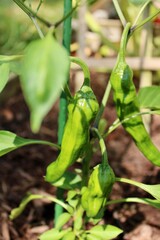 Shishito peppers in the garden 