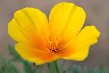 Yellow Poppy Flower 