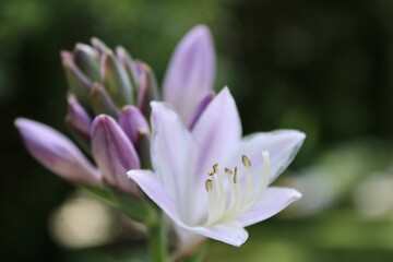Obraz na płótnie Canvas Close up of a Hosta Blossom 