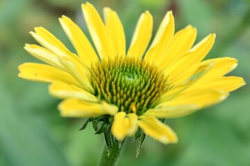 Yellow Coneflower 