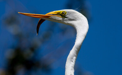 Fototapeta premium Egret (Ardea alba)
