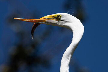 Egret (Ardea alba)