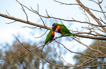 Rainbow Lorikeet (Trichoglossus moluccanus)