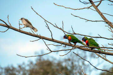 Rainbow Lorikeet (Trichoglossus moluccanus)