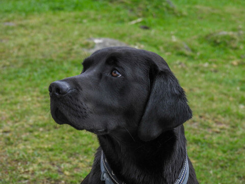 Friendly black lab enjoying a day out