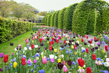 Multicolored tulips in a Dutch garden 