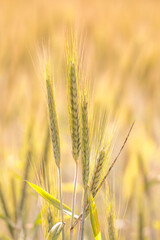 Ears of wheat against the background of other ears of wheat