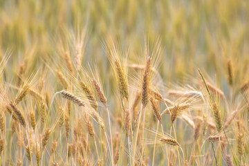 Ears of wheat against the background of other ears of wheat
