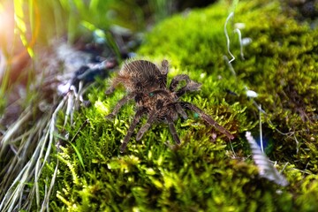 Wild spider, cute and shining spider in a green leaf.