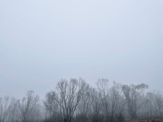 Naklejka premium misty morning in the forest