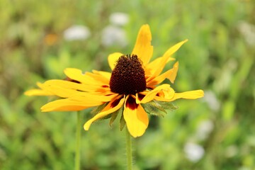 Black eyed Susan flower 