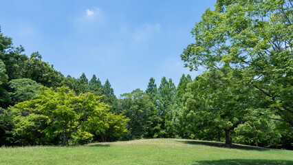 夏の木々と青空・日本の自然