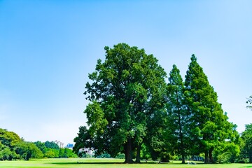 trees in the park