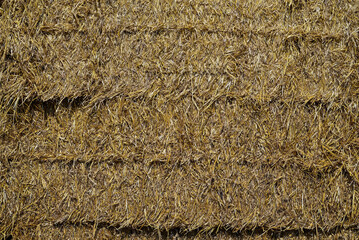 Stacked straw bales from a recent wheat harvest in midday sun. The field is on a rural farm in the USA. It is a grass widely cultivated for its seed, a cereal grain which is a worldwide staple food.