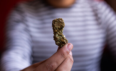 manos sosteniendo marihuana (Cannabis). Concepto de medicina natural. © artrolopzimages