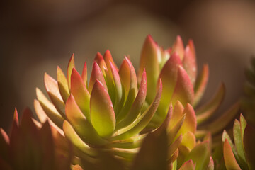 Soft focus on succulent plant. Pastel colors in nature. 