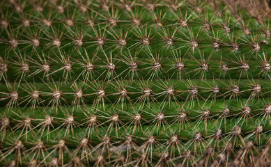 Green Cactus thorns texture background.