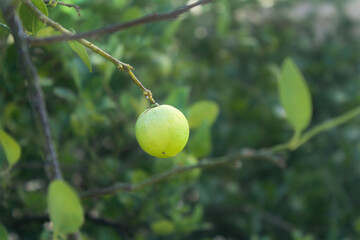 lemon on a tree with blurry background