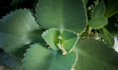 green leaves natural background wallpaper, texture of leaf, leaves with space for text 

