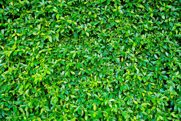 green leaves wall background, leaf wall nature background
