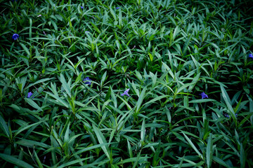green leaves wall background, leaf wall nature background
