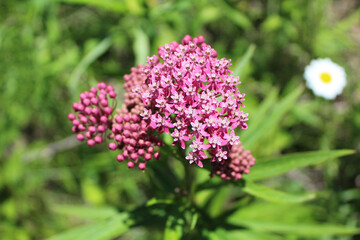 Purple milkweed in the sun at Somme Prairie Grove in Northbrook, Illinois
