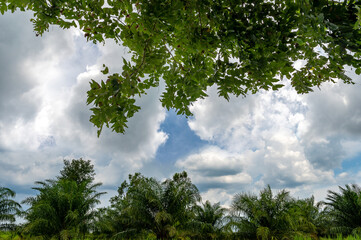 Obraz premium Big green treetops above and below contrast with the blue sky. picture frame concept
