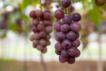 Fresh grapes ripe for picking in a grape shed