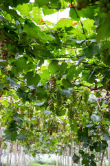 Fresh grapes ripe for picking in a grape shed
