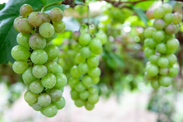 Fresh grapes ripe for picking in a grape shed