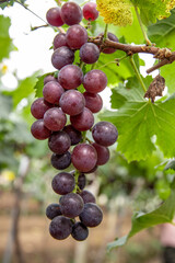 Fresh grapes ripe for picking in a grape shed