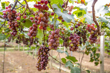 Fresh grapes ripe for picking in a grape shed