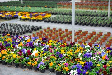 Fotobehang Pots with colorful flowers - pansies in the greenhouse © JackF