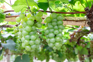 Fresh grapes ripe for picking in a grape shed