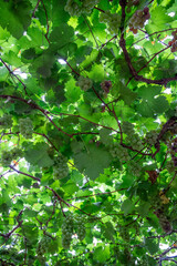 Fresh grapes ripe for picking in a grape shed