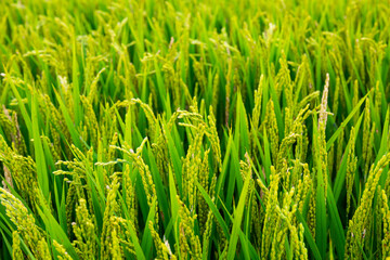 Fototapeta premium Picture of rgreen ice field in summer summer day, Spain