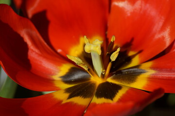 Makro-Aufnahme. Das Innere einer Blüte einer weit geöffneten Tulpe. Die Blütenblätter sind rot im Sonnenlicht. Stempel und Staubgefäße sind klar ersichtlich. 