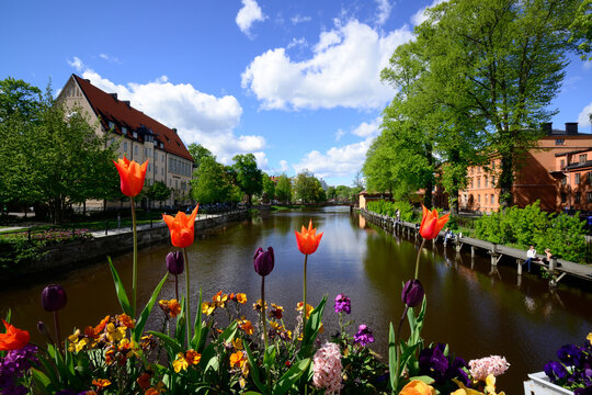 Springtime Swedish Tulips in Uppsala, Sweden