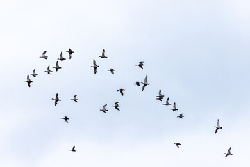 A flock of Wood Ducks in flight in Victoria, Australia.