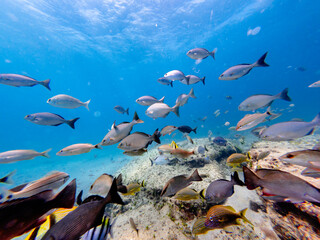 coral reef with school of fish 