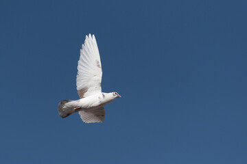 White dove flying in the blue sky.